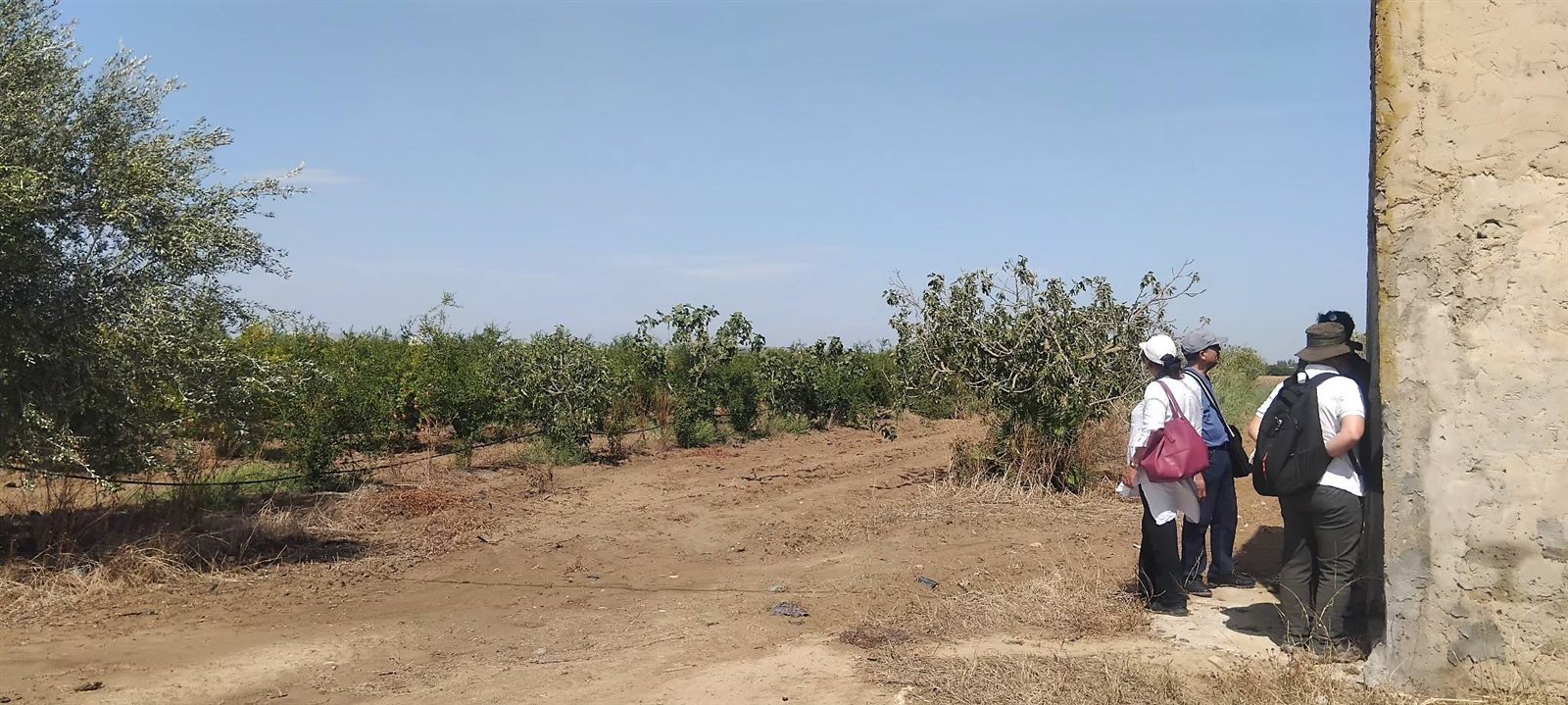 Irrigated area of the Manouba study site, Tunisia